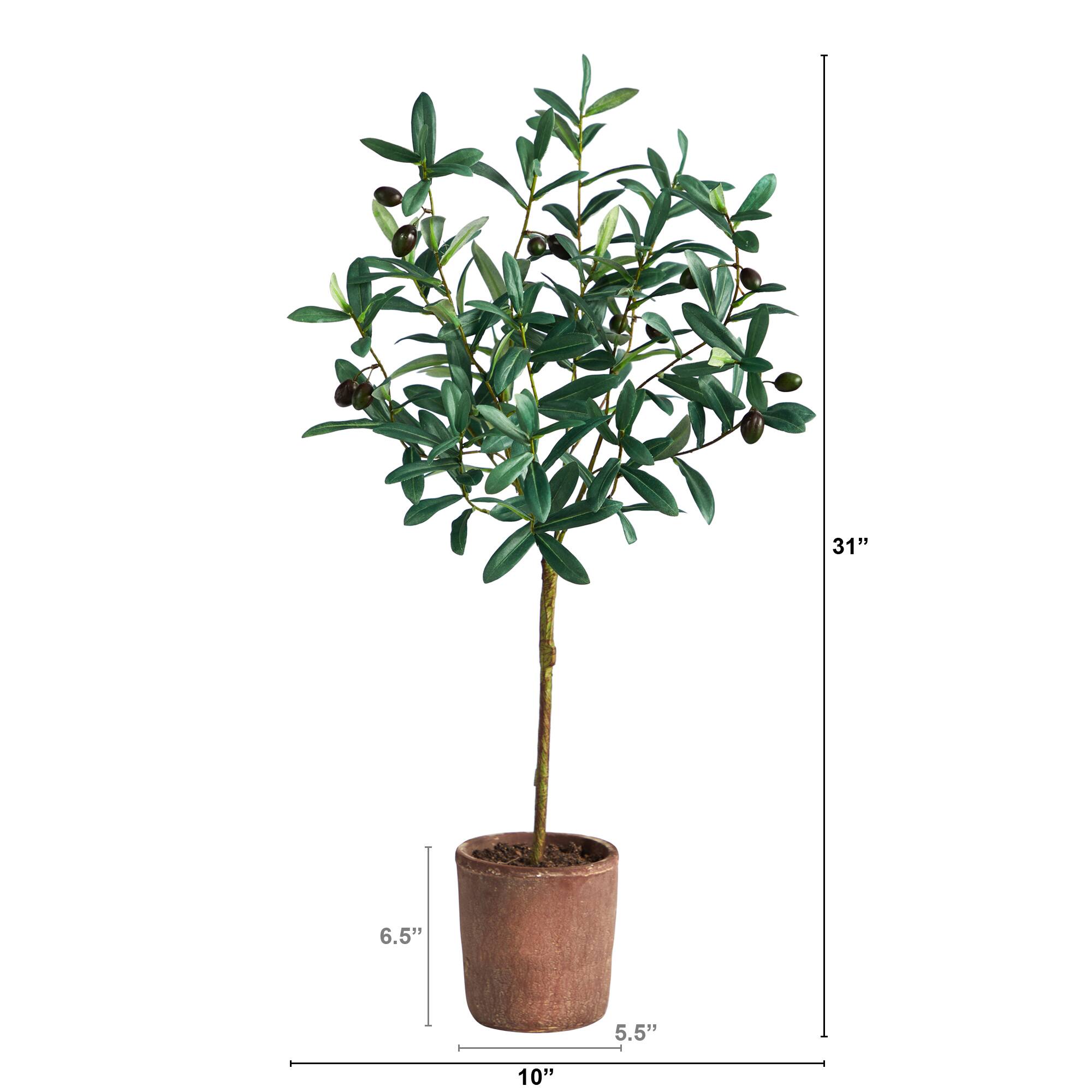 2.5ft. Olive Tree in Brown Planter